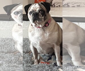 Pug Dogs for adoption in Elizabeth City, NC, USA