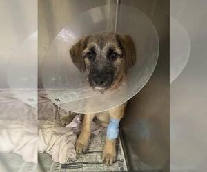 German Shepherd Dog-Unknown Mix Dogs for adoption in Riverside, CA, USA