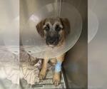 HENRY - Male German Shepherd Dog-Unknown Mix Dog for Adoption - Small photo