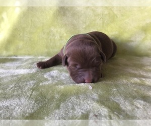 Medium Labrador Retriever