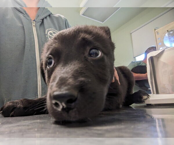 Medium Photo #1 Gerberian Shepsky Puppy For Sale in Santa Cruz, CA, USA