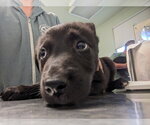 Small Gerberian Shepsky