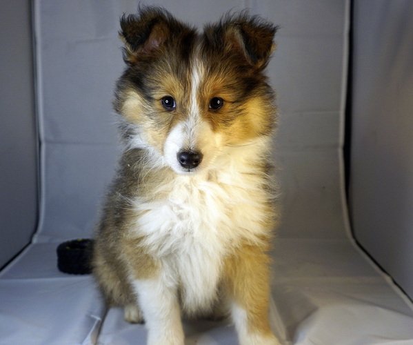 Medium Photo #1 Shetland Sheepdog Puppy For Sale in Lagrace-Dieu, Occitanie, France