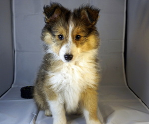 Shetland Sheepdog Puppy for sale in Lagrace-Dieu, Occitanie, France
