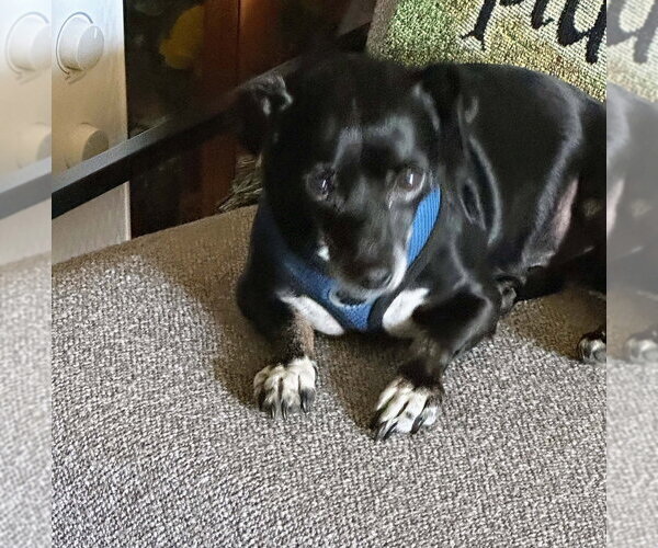 Medium Photo #9 Chiweenie Puppy For Sale in Portland, IN, USA