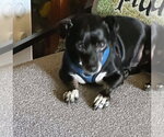 Small #8 Chiweenie