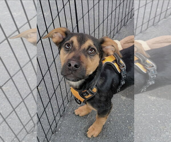 Medium Photo #2 Chihuahua-Labrador Retriever Mix Puppy For Sale in McDonough, GA, USA