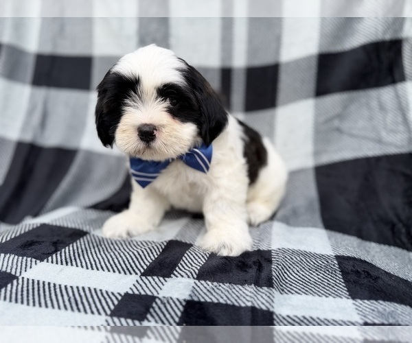 Medium Photo #10 Zuchon Puppy For Sale in LAKELAND, FL, USA