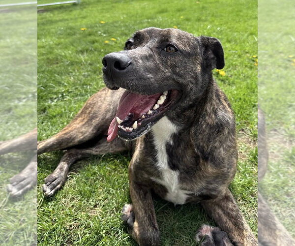 Medium Photo #1 Boxador Puppy For Sale in La Porte, IN, USA