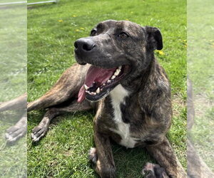 Boxador Dogs for adoption in La Porte, IN, USA