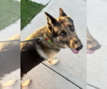 Small #3 German Shepherd Dog