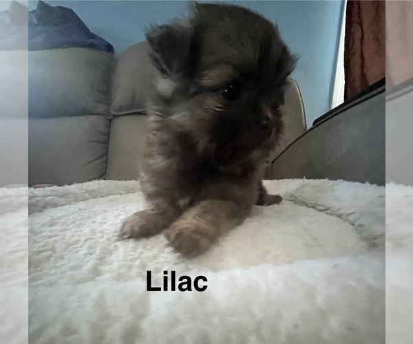 Medium Photo #9 Shiranian Puppy For Sale in AVOCA, MI, USA