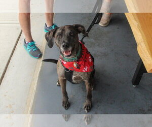 Dominic - Adoption Pending! - Male Catahoula Leopard Dog Dog for Adoption - Photo #4