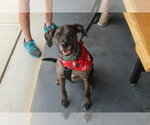 Small #3 Catahoula Leopard Dog