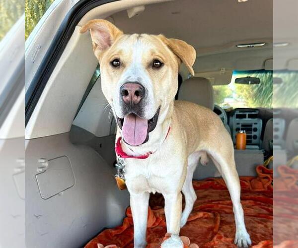 Medium Photo #1 Labrador Retriever-Unknown Mix Puppy For Sale in Las Vegas, NV, USA