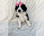 Small Photo #6 Aussiedoodle Puppy For Sale in AMBROSE, GA, USA