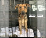 Small #1 German Shepherd Dog-Great Dane Mix