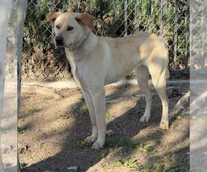 Labrador Retriever-Unknown Mix Dogs for adoption in Riverside, CA, USA