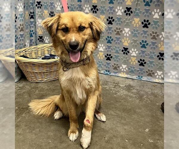 Medium Photo #1 Golden Retriever-Unknown Mix Puppy For Sale in Rosenberg, TX, USA