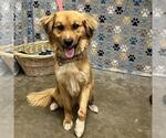 Small Golden Retriever Mix