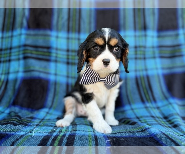 Medium Photo #8 Cavalier King Charles Spaniel Puppy For Sale in LAKELAND, FL, USA