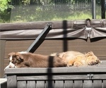 Small #21 Miniature Australian Shepherd