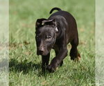 Small Photo #3 Chocolate Labrador retriever-Pointer Mix Puppy For Sale in Mechanicsburg, PA, USA