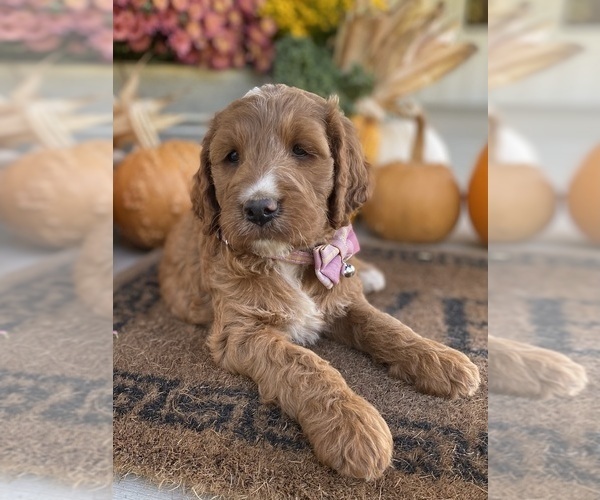 Medium Photo #3 Irish Doodle Puppy For Sale in WOOSTER, OH, USA