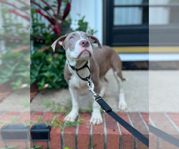Medium Photo #2 Mutt Puppy For Sale in Spotsylvania, VA, USA