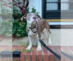 Small #1 Mutt