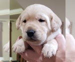 Small #14 Labrador Retriever