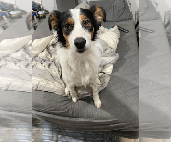 Medium Photo #3 Australian Shepherd Puppy For Sale in Dallas, TX, USA