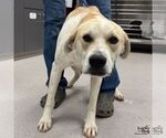 Small Labrador Retriever-Retriever  Mix