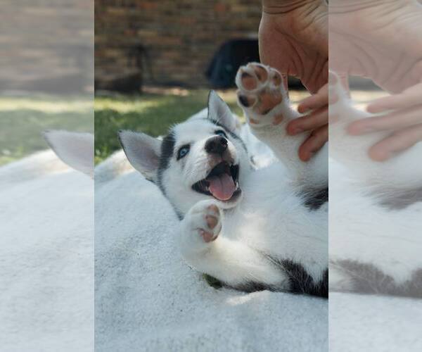 Medium Photo #2 Siberian Husky Puppy For Sale in Carrollton, TX, USA