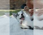 Small #1 Siberian Husky