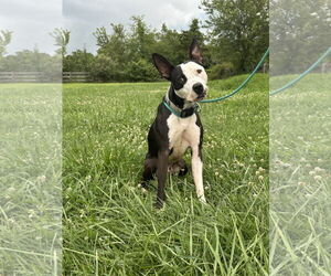 American Pit Bull Terrier-Unknown Mix Dogs for adoption in Germantown, OH, USA