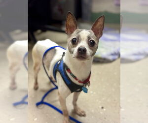 Chihuahua-Unknown Mix Dogs for adoption in Mundelein, IL, USA