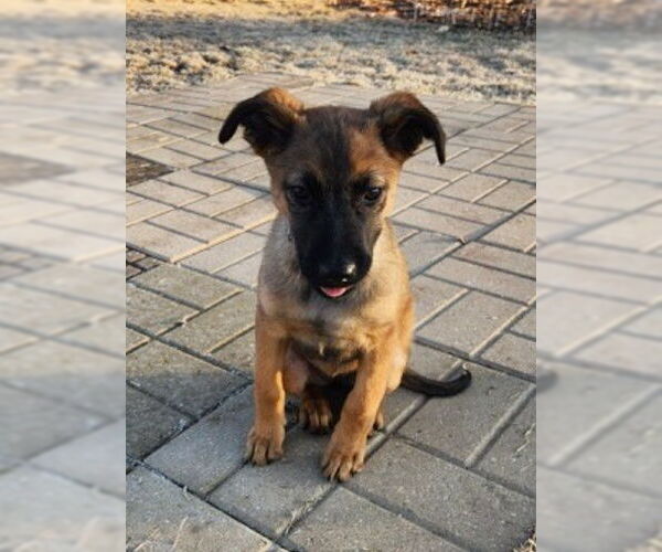 Medium Photo #2 Mutt Puppy For Sale in Genesee, WI, USA