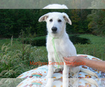 Small #4 German Shepherd Dog