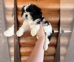 Small Photo #2 Shiranian Puppy For Sale in SAINT AUGUSTINE, FL, USA