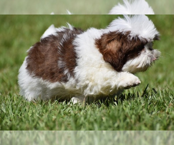 Medium Photo #5 Shih Tzu Puppy For Sale in PALM COAST, FL, USA