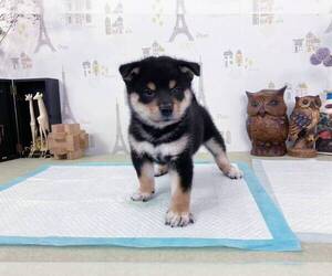 Shiba Inu Puppy for sale in BERKELEY, CA, USA