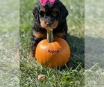 Small Bernedoodle (Miniature)