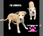 Small #2 Catahoula Leopard Dog