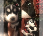 Small Photo #4 Alaskan Husky Puppy For Sale in EATON, CO, USA