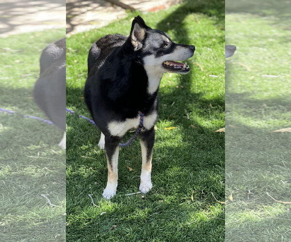 Medium Photo #3 Shiba Inu-Siberian Husky Mix Puppy For Sale in Dana Point, CA, USA