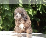 Small #25 Poodle (Miniature)