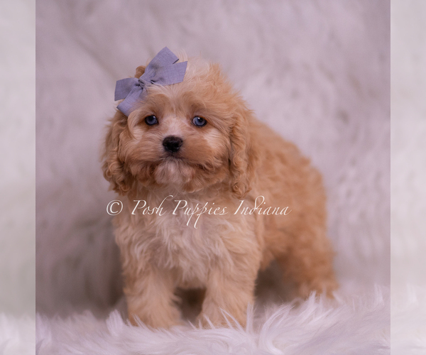 Medium Photo #110 Cavapoo (Miniature) Puppy For Sale in WARSAW, IN, USA