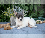 Small Photo #9 Chihuahua Puppy For Sale in SALEM, IN, USA
