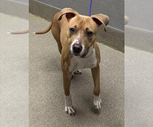 American Pit Bull Terrier-Unknown Mix Dogs for adoption in Las Vegas, NV, USA